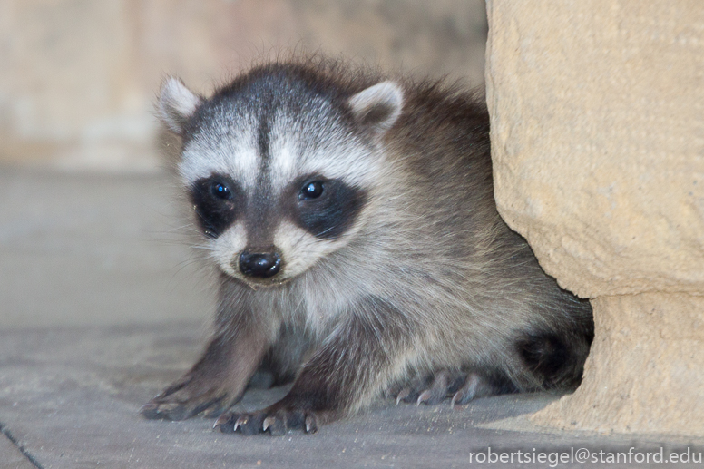 baby raccoon